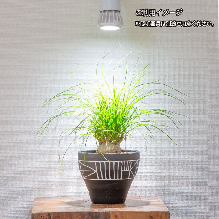 Chispa 観葉植物育成LEDライト